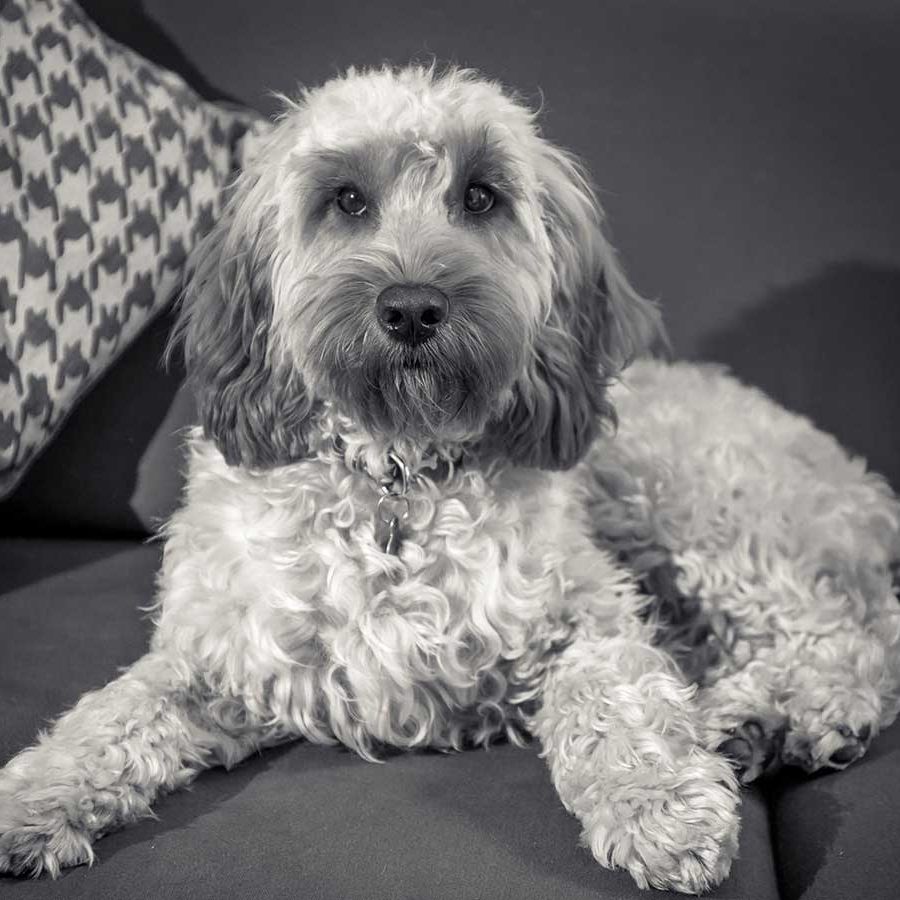 Peggy Sue, Dog Peggy Sue, Dog